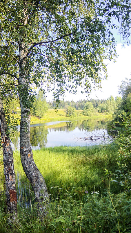 берёзка - Ольга Cоломатина