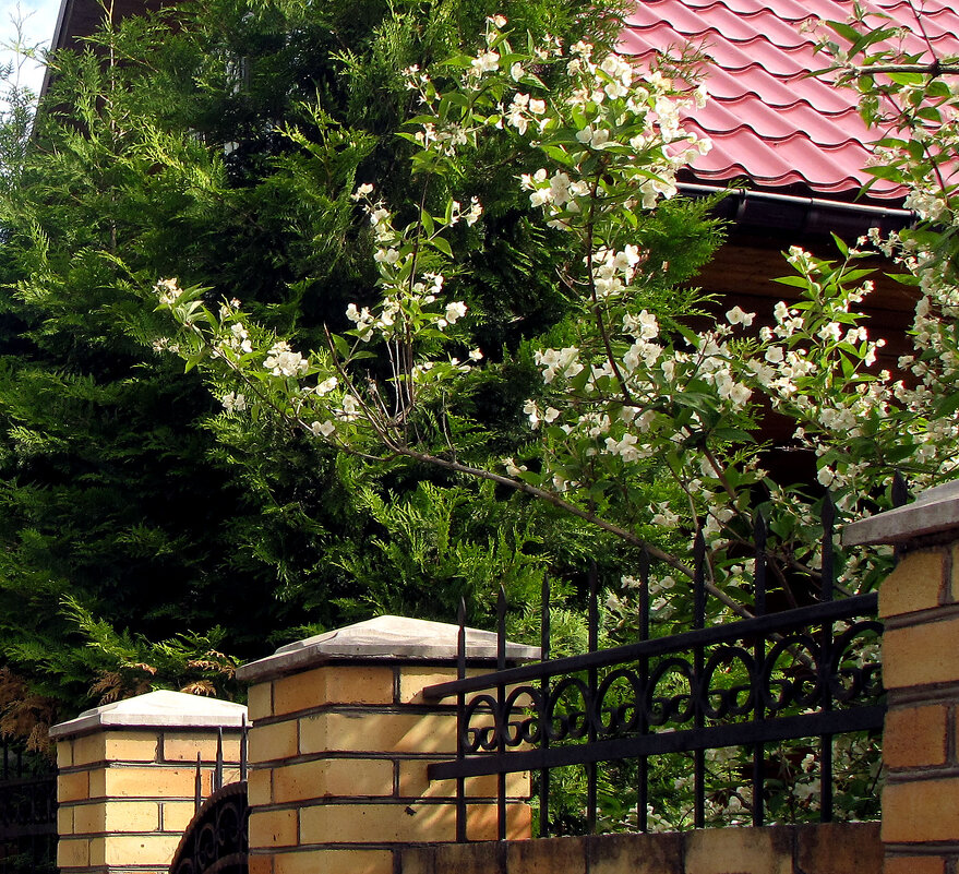 Начало лета - Александр Ильчевский Начало лета - Александр Ильчевский