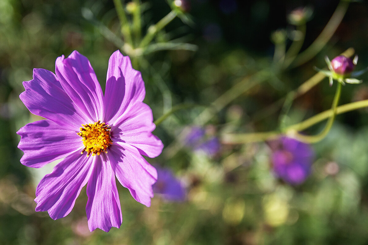 Пионерский - Дмитрий Пионерский - Дмитрий