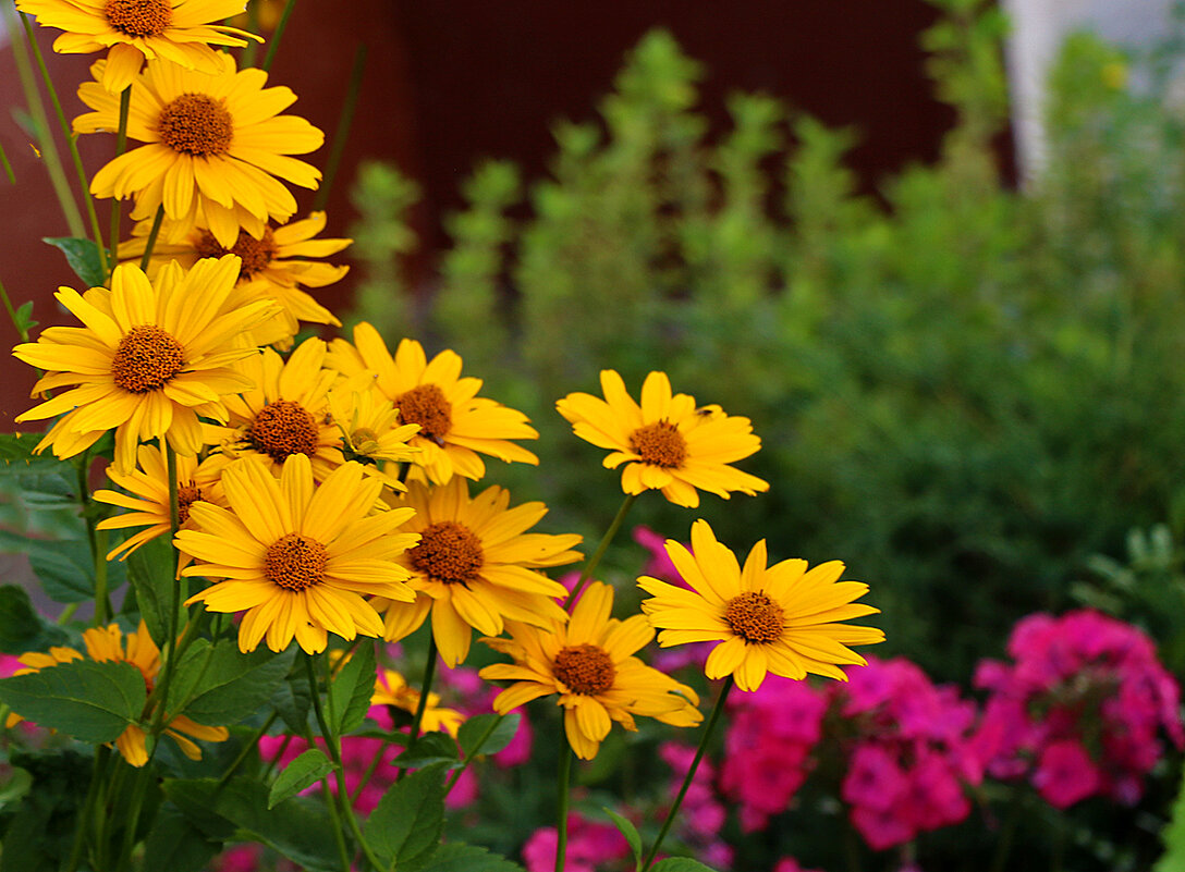 Красота у дома - гелиопсис - Светлана 