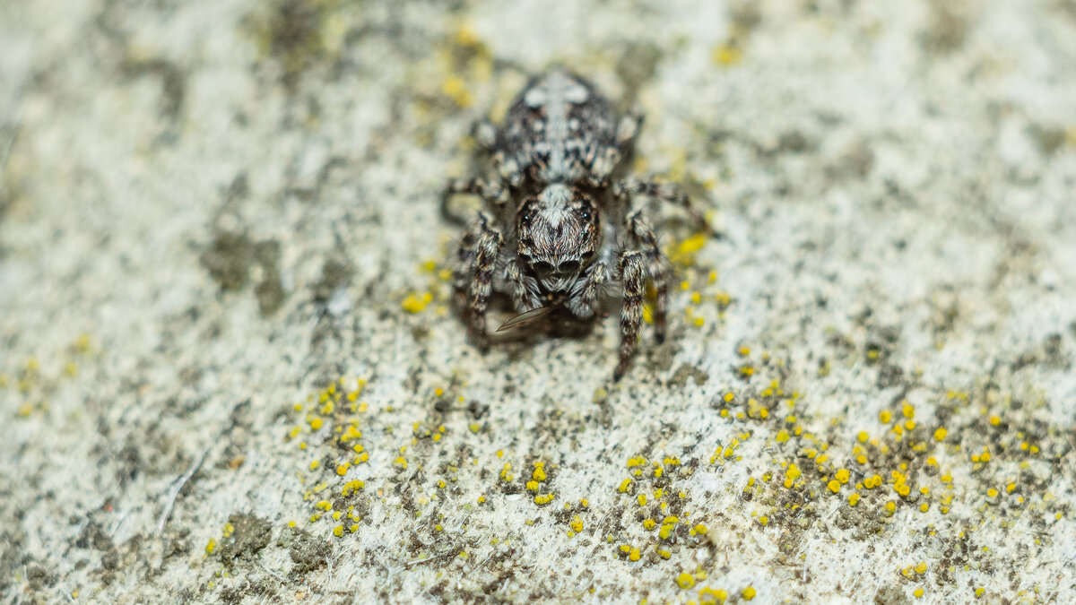 Jumping Spider | 8 - Sergey Sonvar Jumping Spider | 8 - Sergey Sonvar