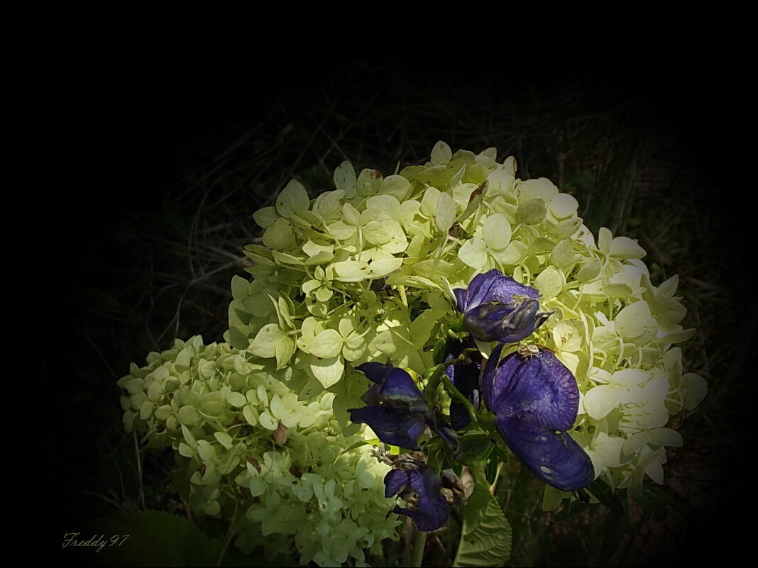 Под лунным светом... - Freddy 97