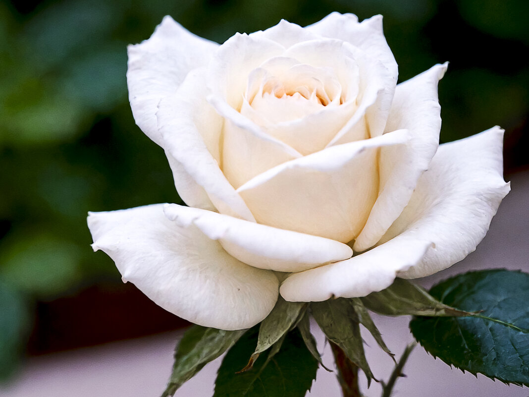 Белая роза - Aleksey Afonin