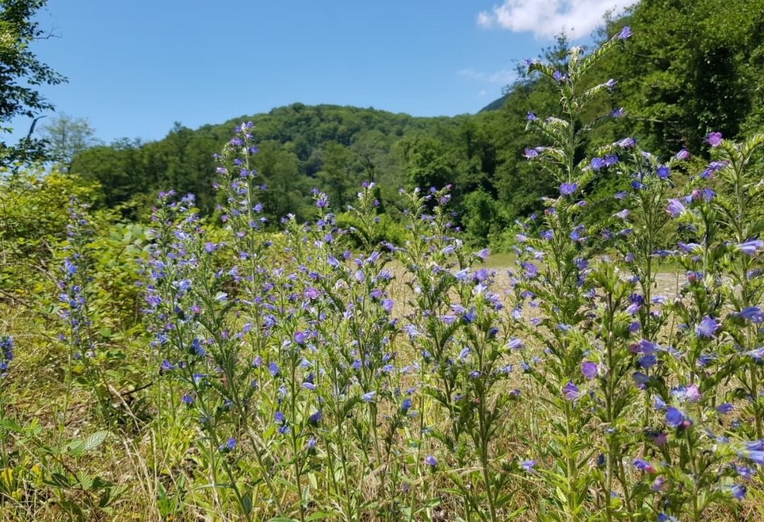 Синяк обыкновенный - Tata Wolf