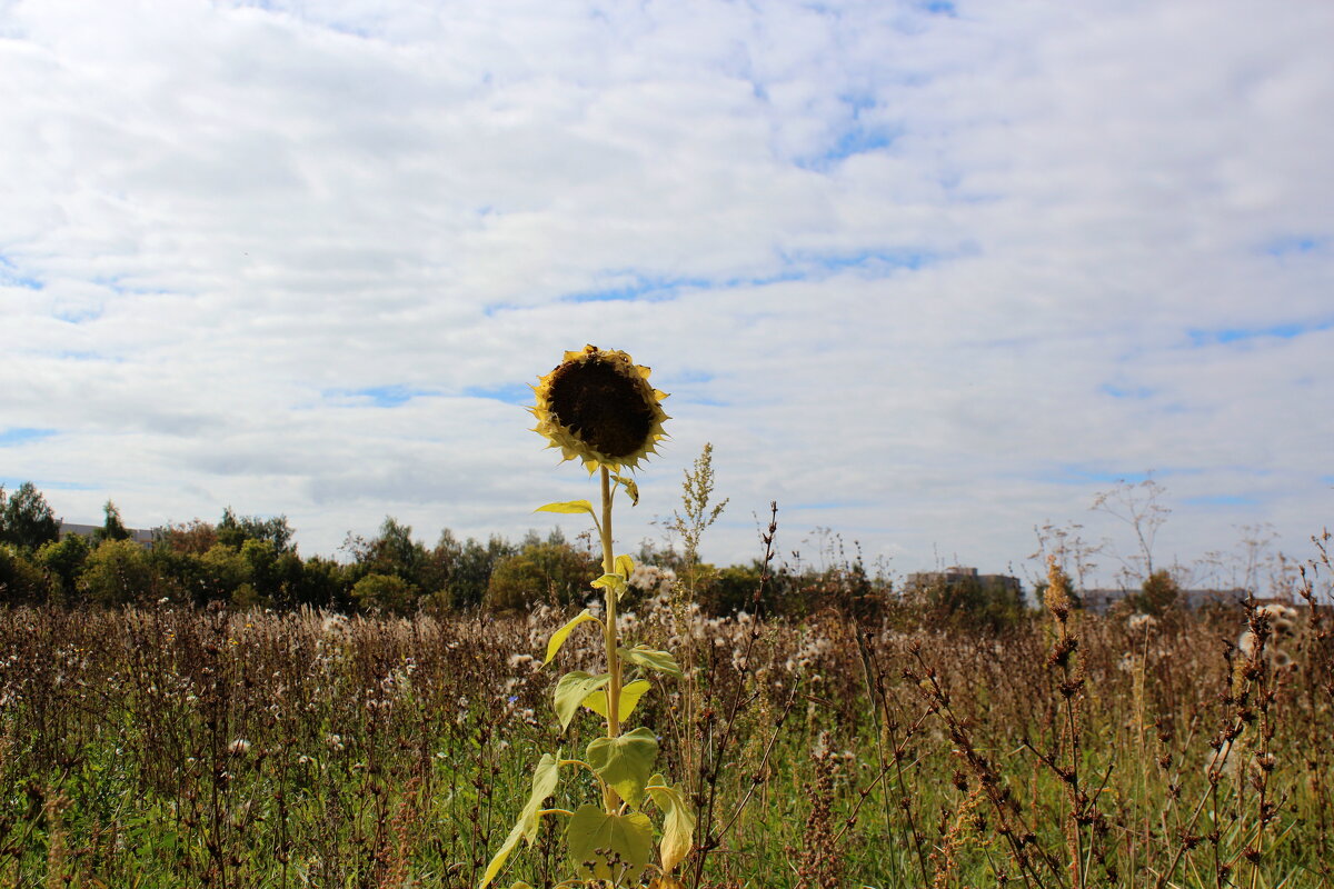 Король-подсолнух - Марсель Валеев Король-подсолнух - Марсель Валеев