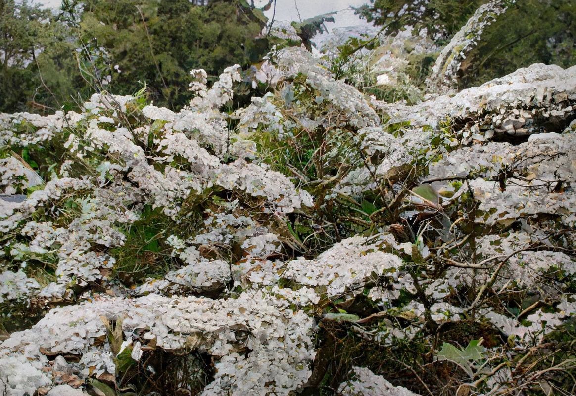 Спирея - Людмила Фил