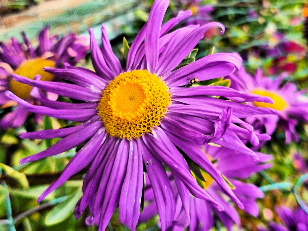 Астра - Наталья 