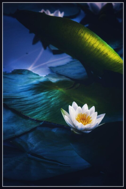 Кувшинка - Максим Сорокин