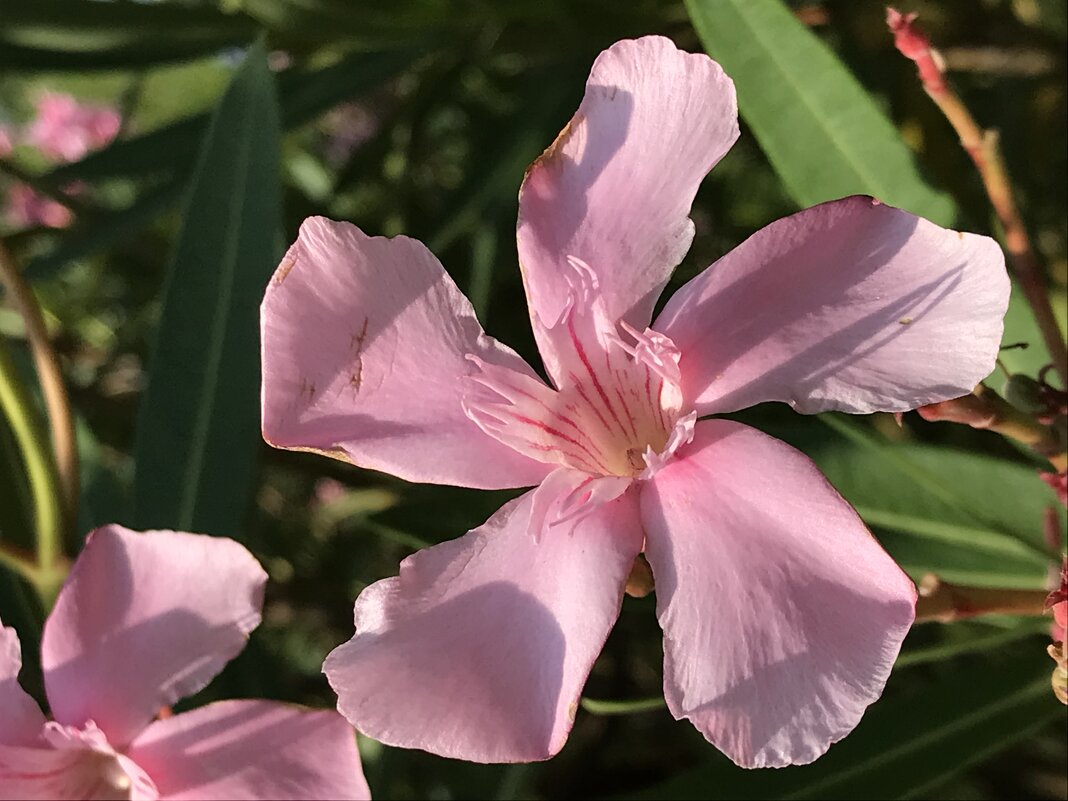 Олеандр - Pippa 