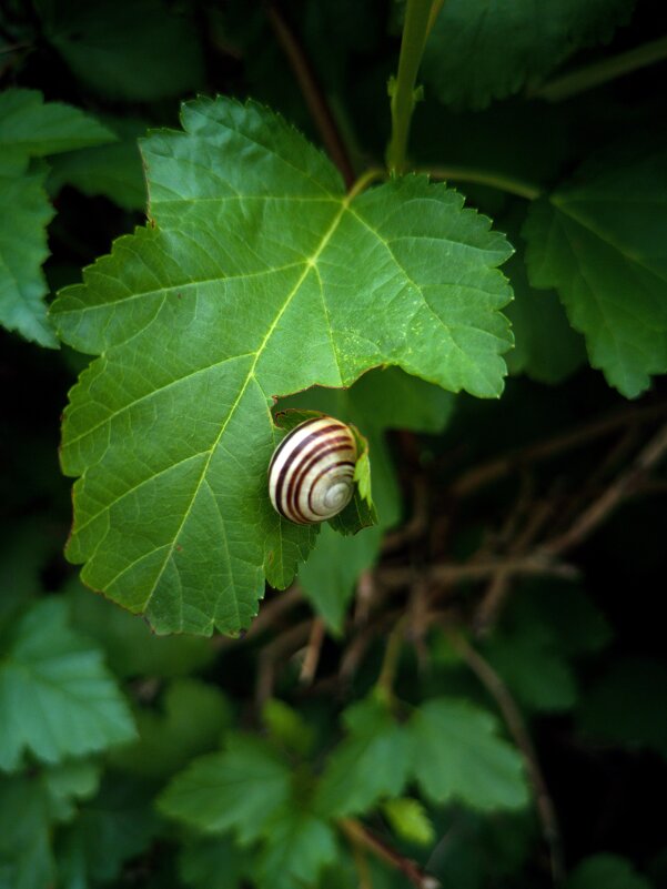 Август. Утро понедельника. - Любимова Ольга 