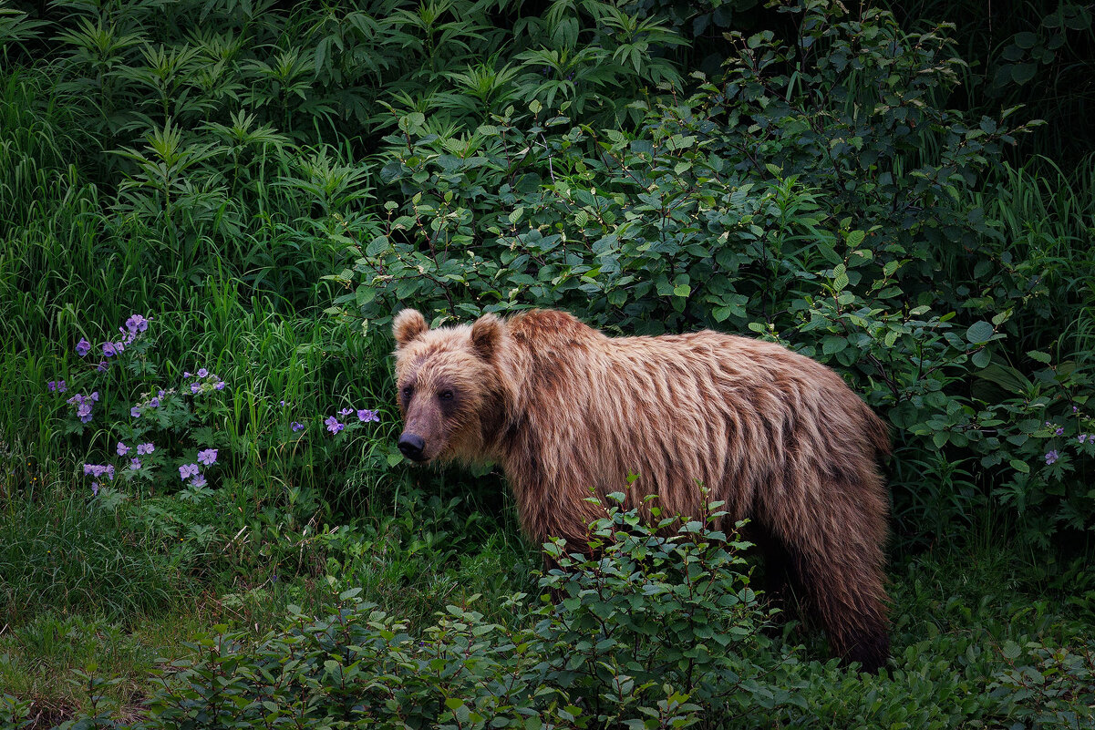 Камчатский мишка - Sergey38 