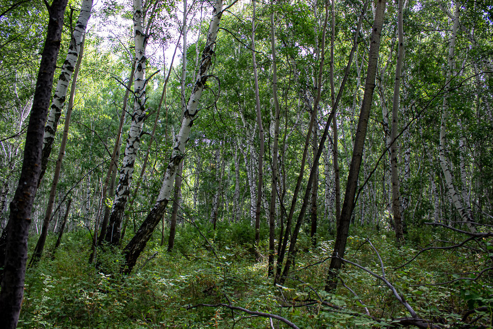 Березовая роща - Светлана SvetNika17