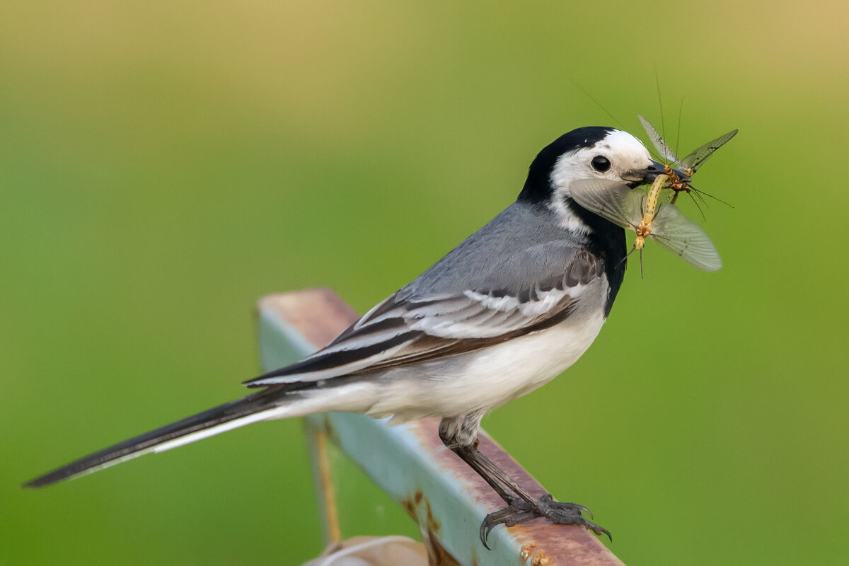 на ужин - Виталий Емельянов