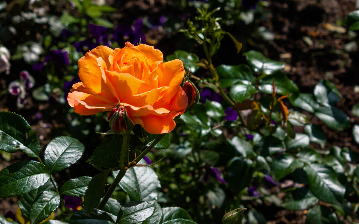 *** - ирина )))