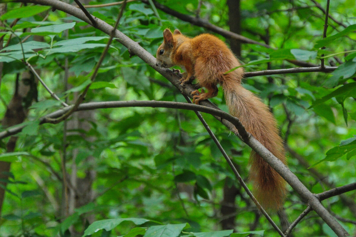 Встретилась рыжая красавица - Татьяна Машошина