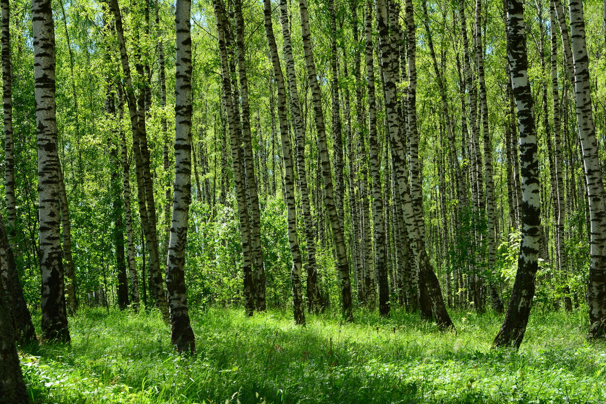 Берёзовый лес. - Михаил Колосов 