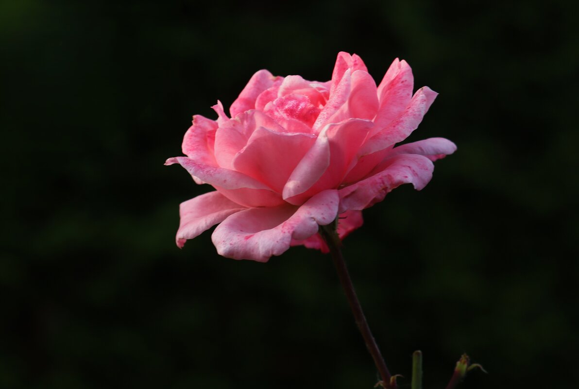 Без слов - Юрий. Шмаков