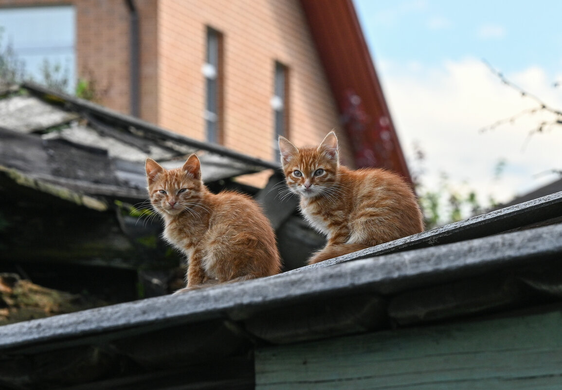 В фас - Вадим 