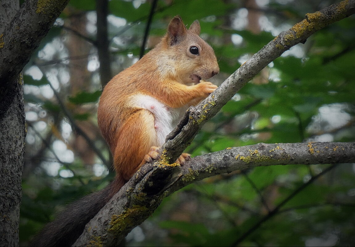 Перекус... - Владимир Шошин