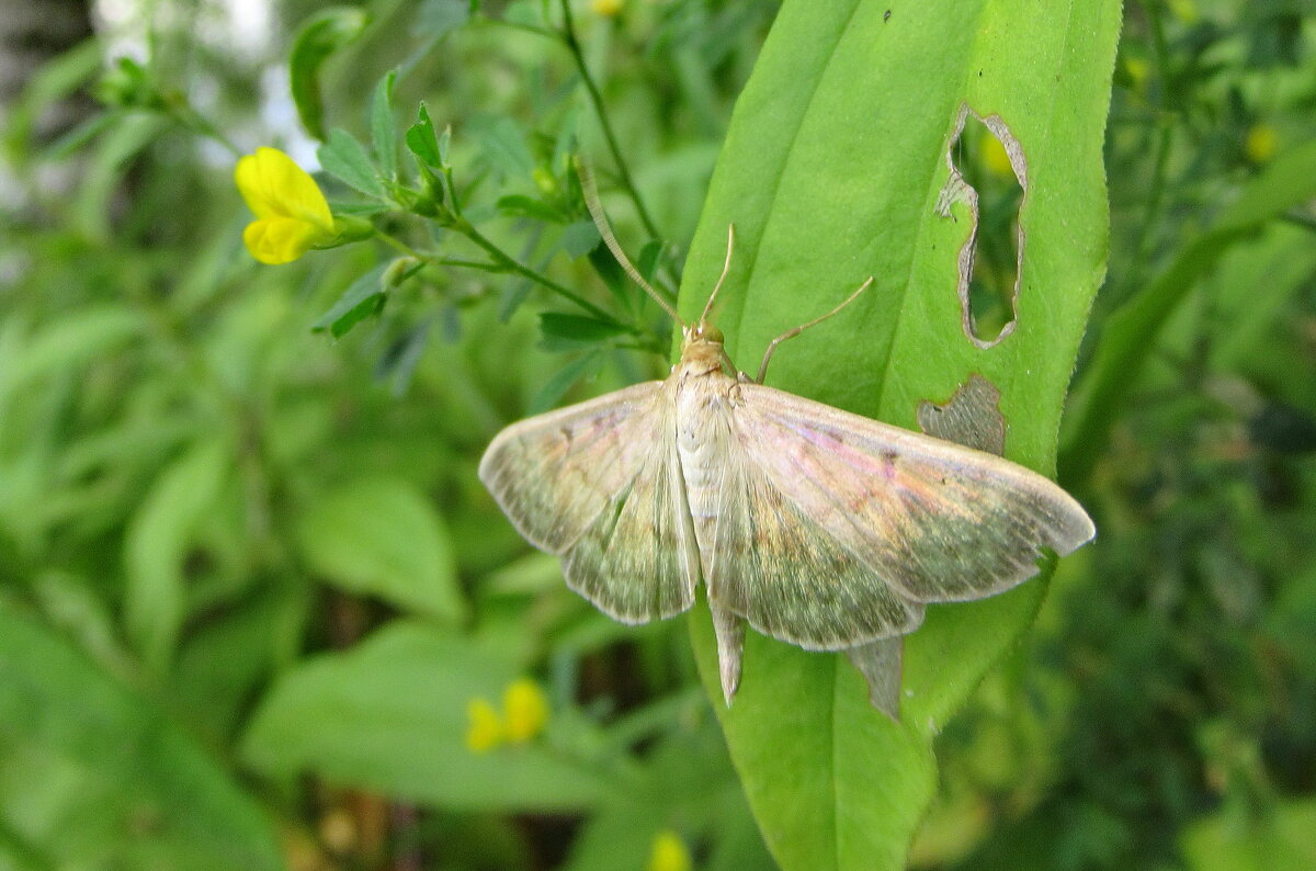 Огневка крапивная - Александр Чеботарь