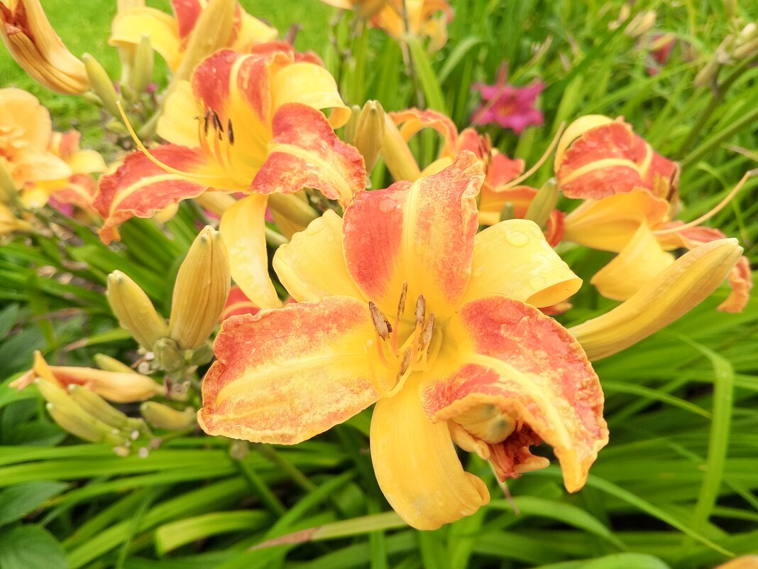 Лилейник - Сапсан 