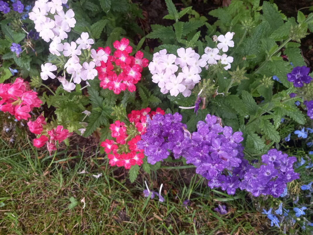 Вербена - Сапсан 