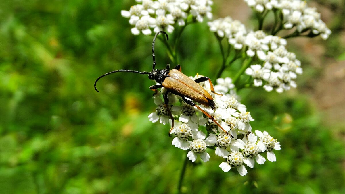 Жук усач. - Милешкин Владимир Алексеевич Жук усач. - Милешкин Владимир Алексеевич