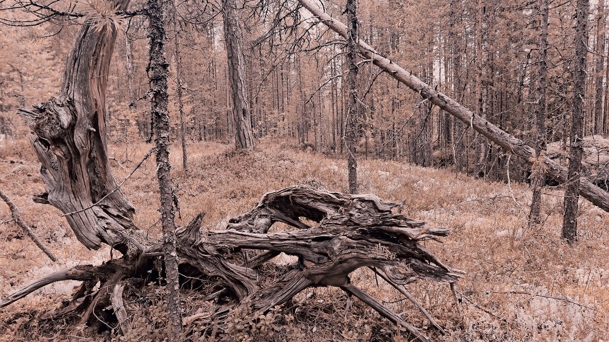 мертвый лес - Артём 