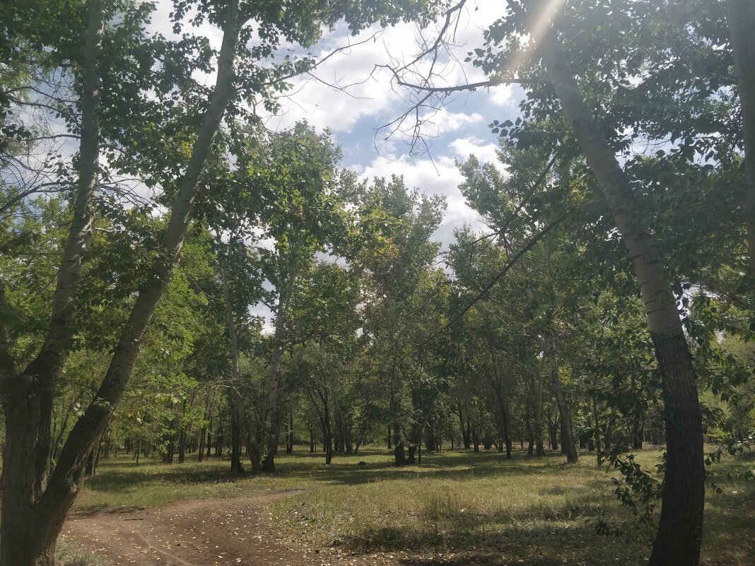 Солнечная полянка - Андрей Хлопонин