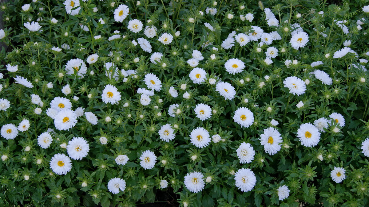 Цветы августа. - сергей ермошкин Цветы августа. - сергей ермошкин