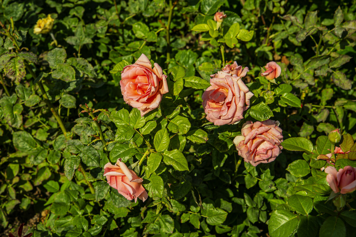 Розы - Анатолий Чикчирный Розы - Анатолий Чикчирный