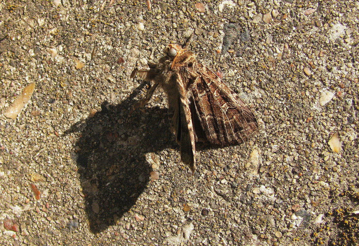 Присела отдохнуть - Людмила Смородинская