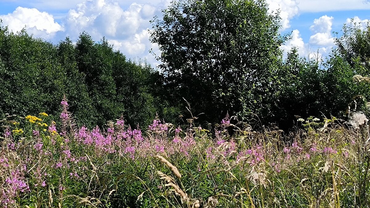 Лето движется к закату... - Ольга 