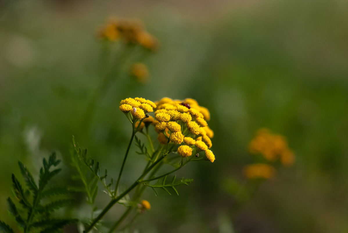 ... - василий 