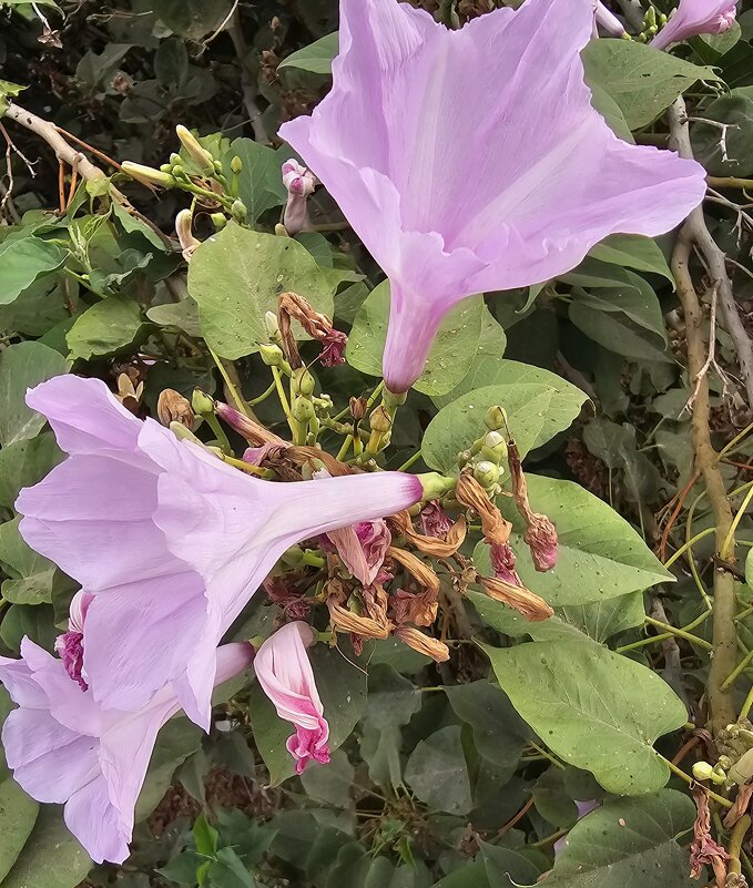 цветок - Аркадий Басович