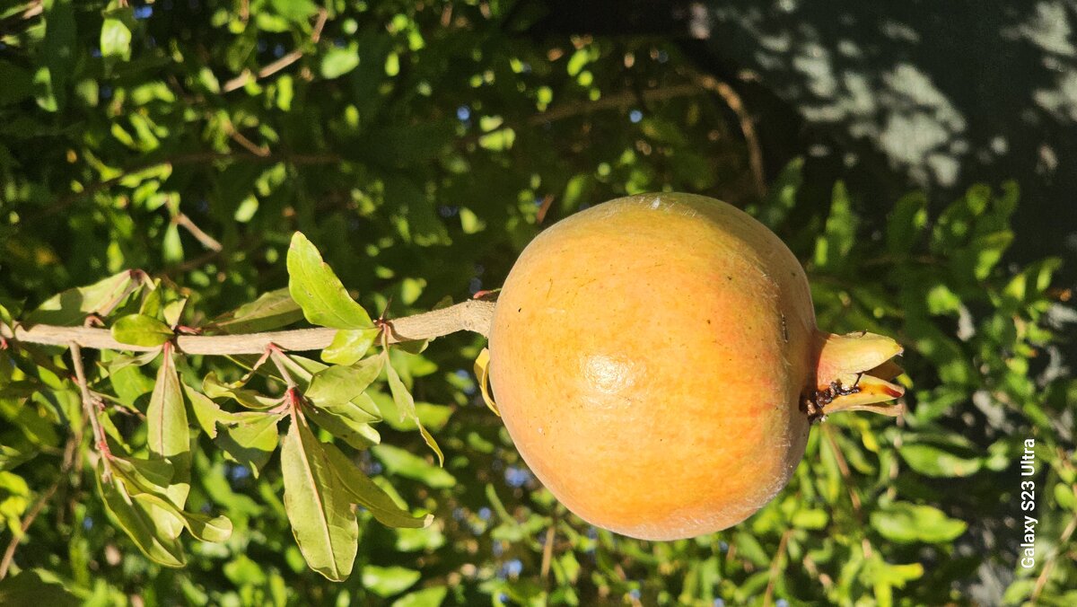 Гранат - Аркадий Басович