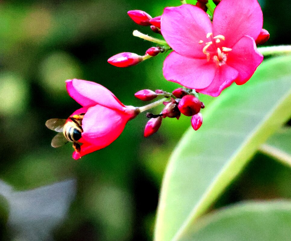 Пчела и цветок - Аркадий Басович