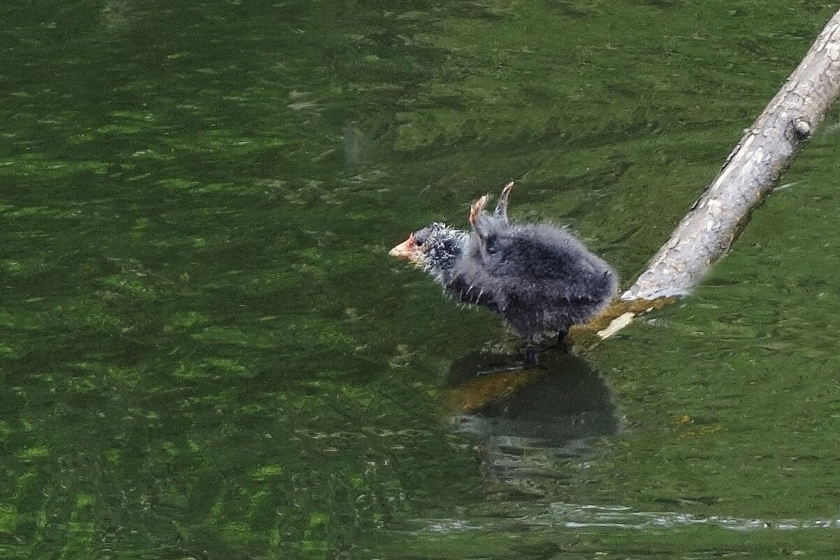 Лысушонок - Рита Симонова Лысушонок - Рита Симонова