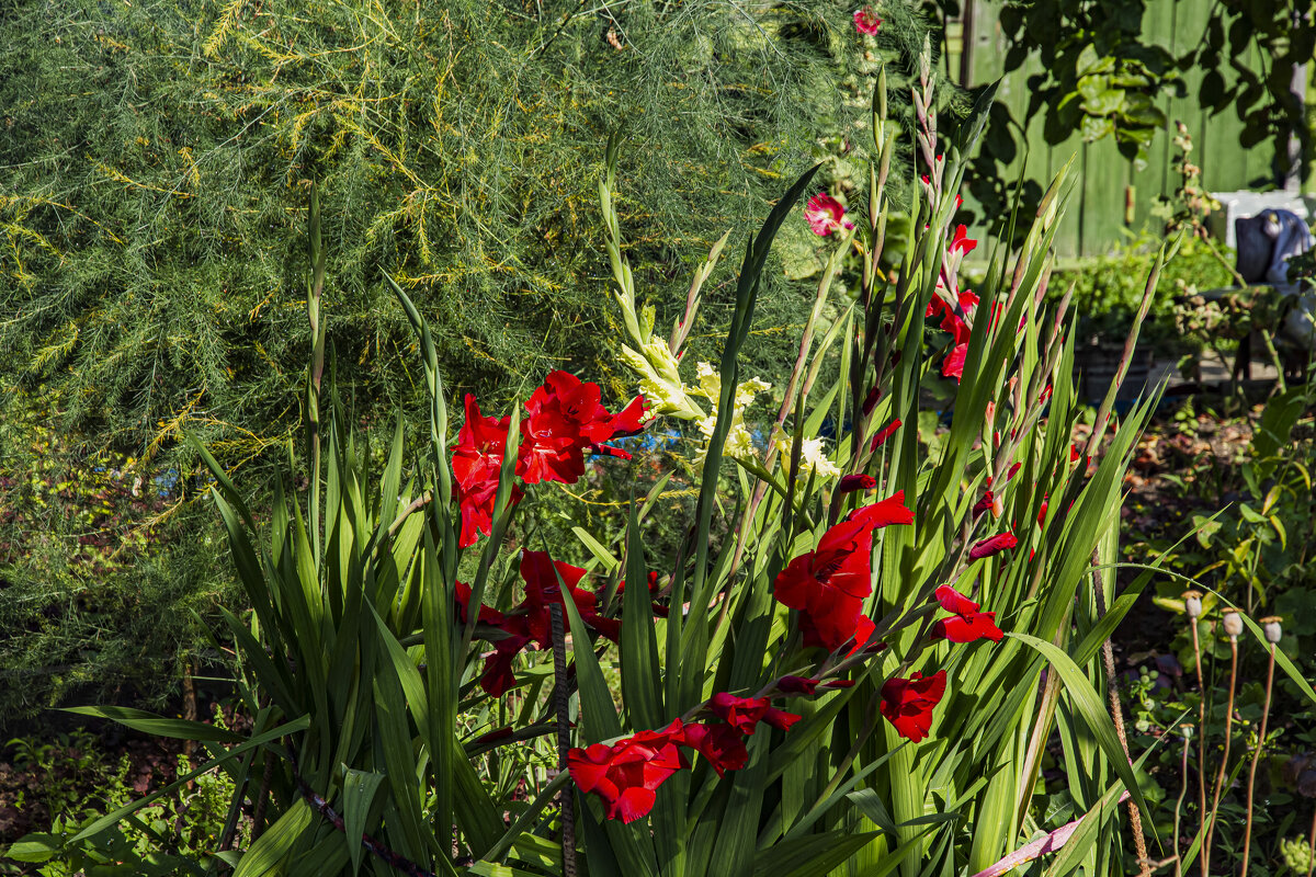 Август, время цветения гладиолусов. - Петр Беляков