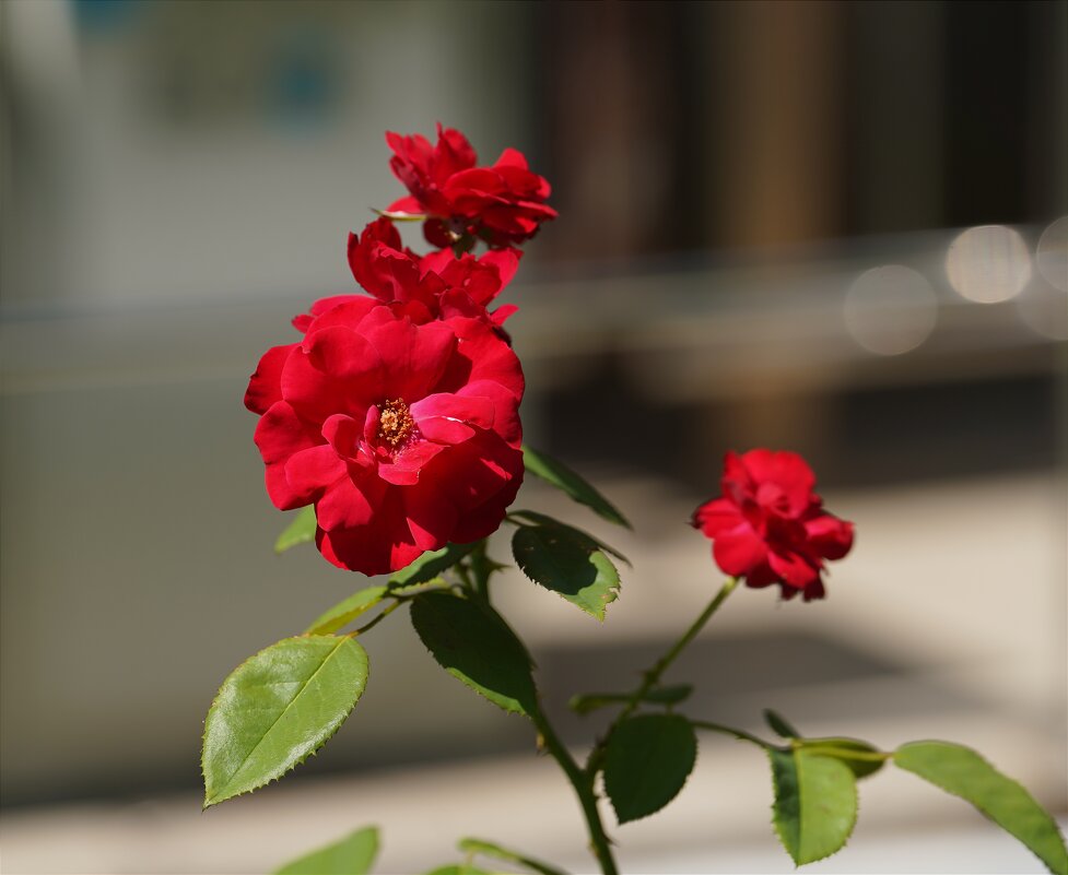 Роза - Татьяна Тюменка