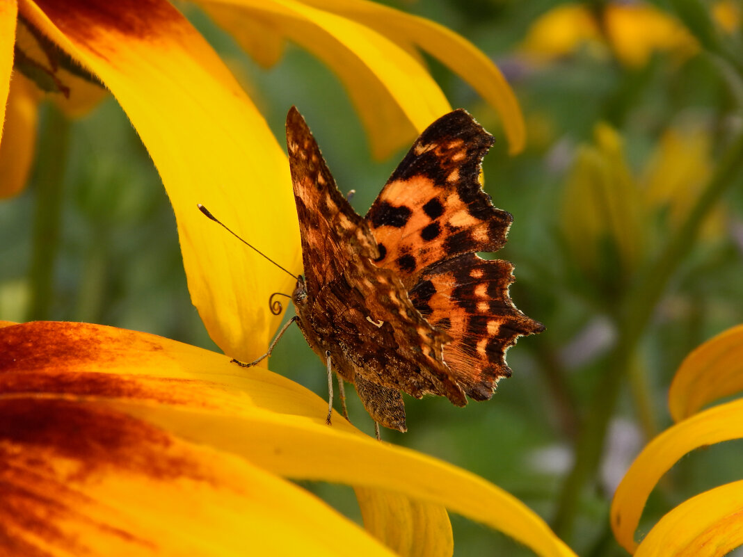 Среди цветов - Александр Ковальчук Среди цветов - Александр Ковальчук