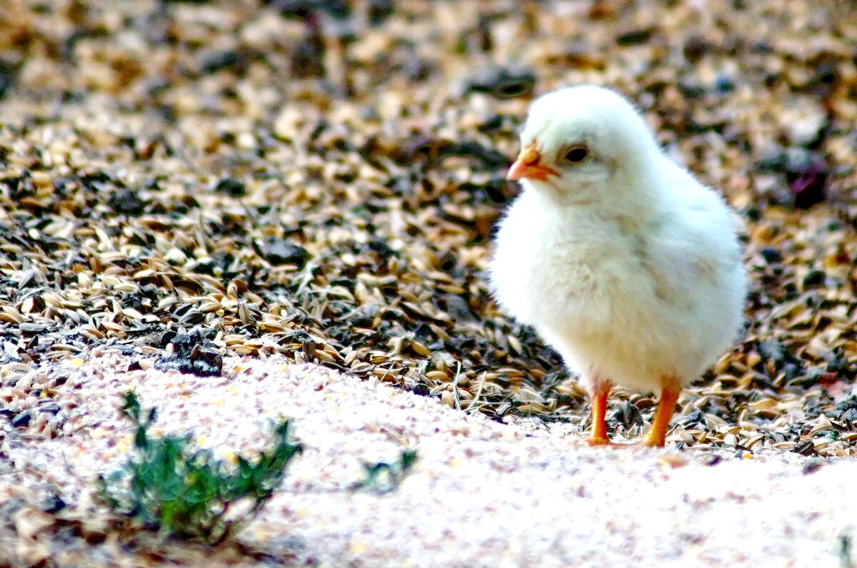 Про маленького цыплёнка... - Николай Саржанов