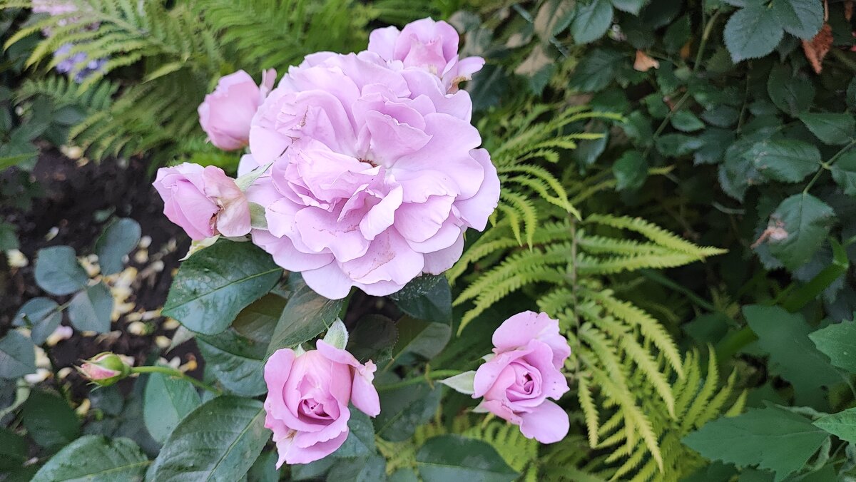 ,,, - Сергей Тимоновский ,,, - Сергей Тимоновский