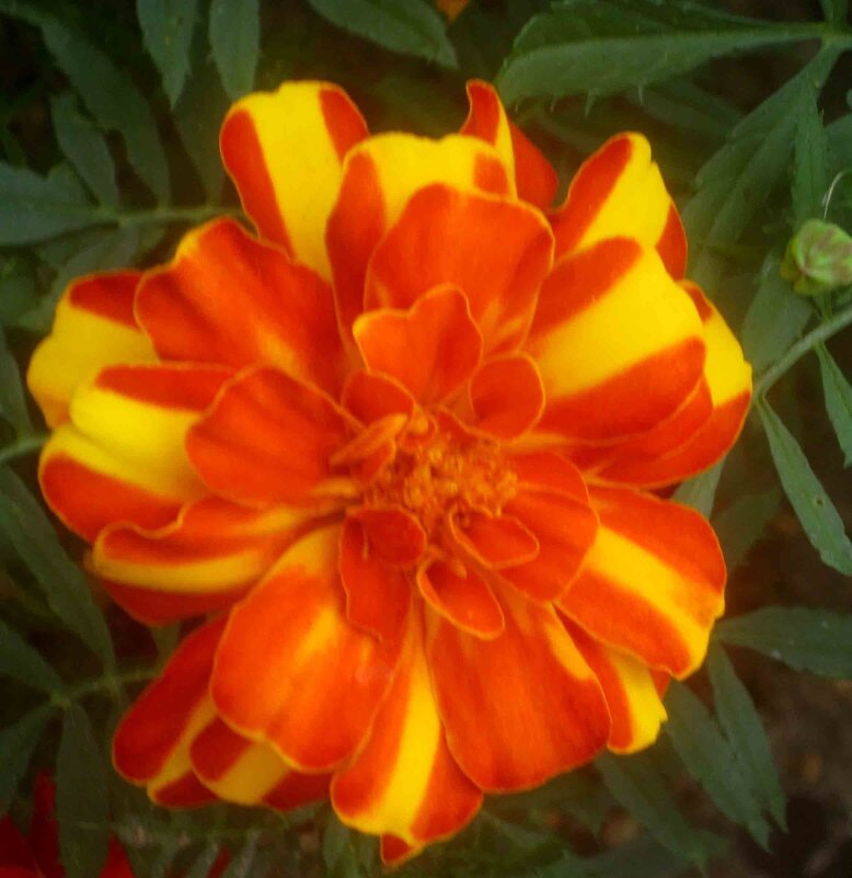 Летний - Елена Семигина