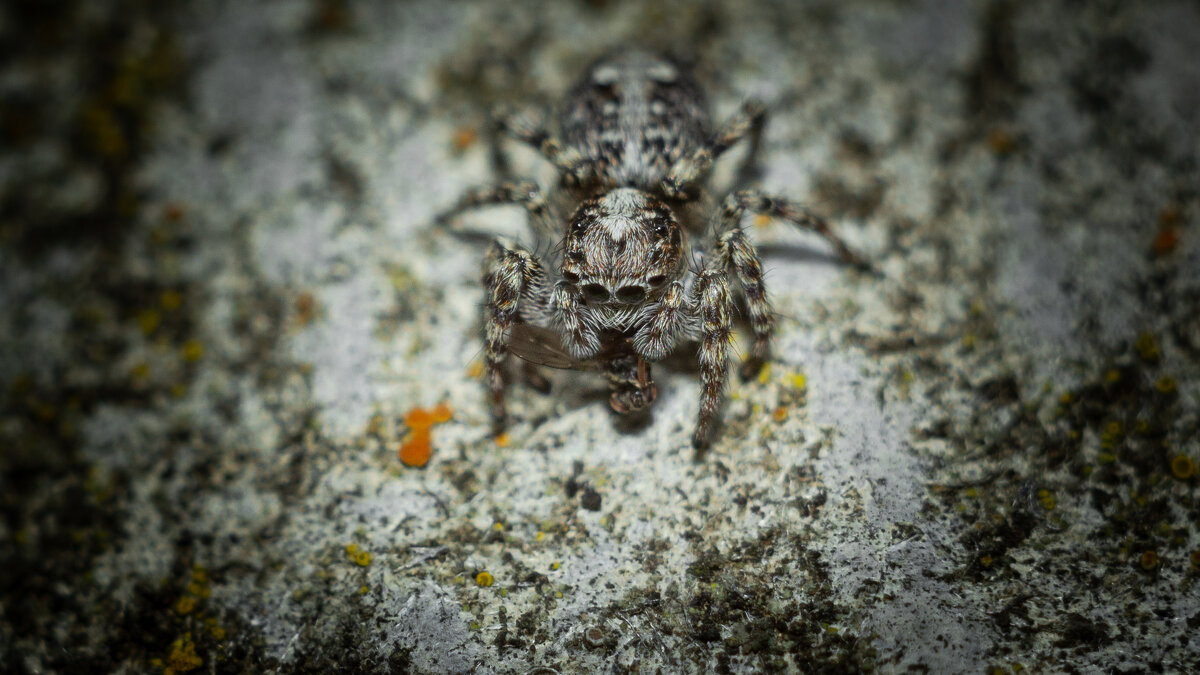 Jumping Spider | 15 - Sergey Sonvar