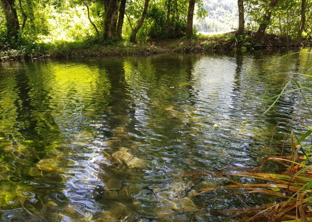 РЕЧКА - Tata Wolf