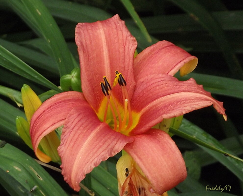 Лилейник - Freddy 97