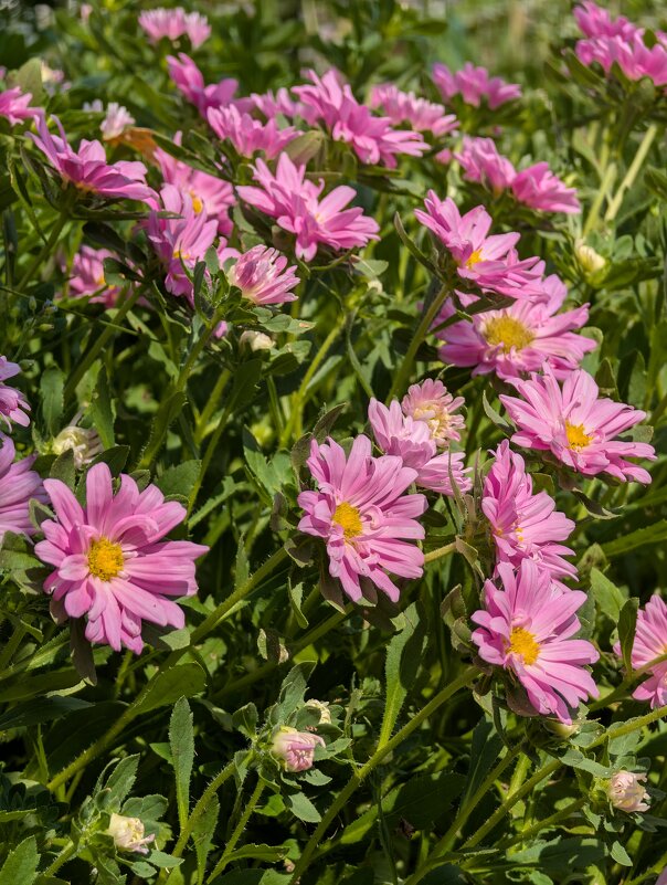 Хризантемы - Анастасия Логинова