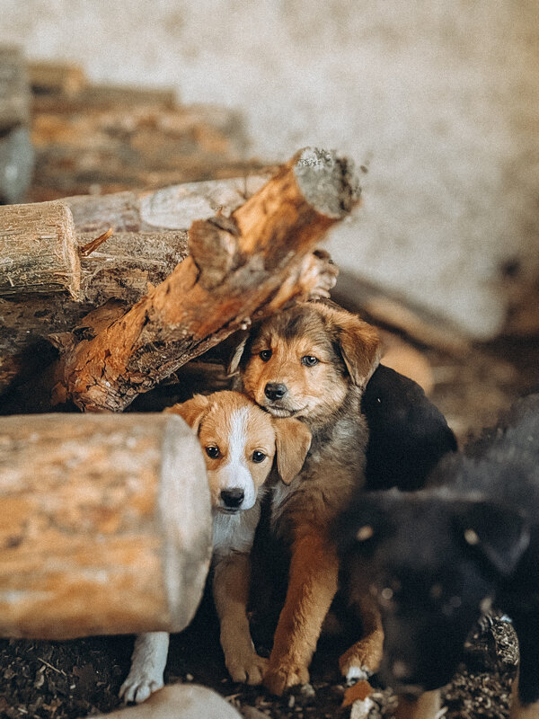 Бездомные щенки - Аня З