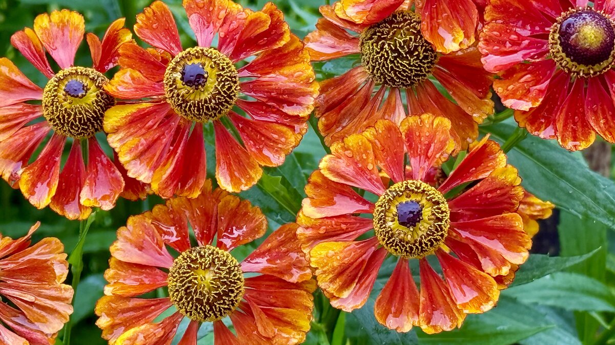 «АВГУСТ - десерт лета!» - Арина Невская «АВГУСТ - десерт лета!» - Арина Невская